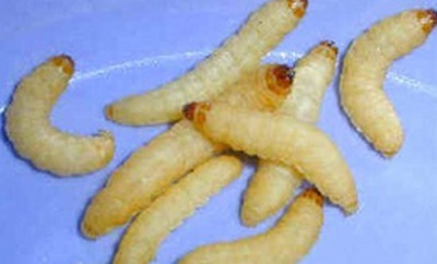 Восковой червь - личинка восковой моли - Waxworms
